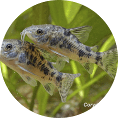 notre Écosystème d'Eau Douce