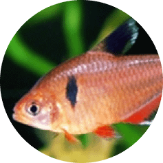 notre Écosystème d'Eau Douce