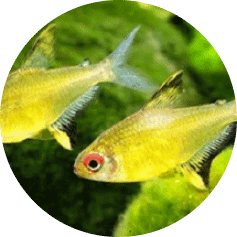 notre Écosystème d'Eau Douce