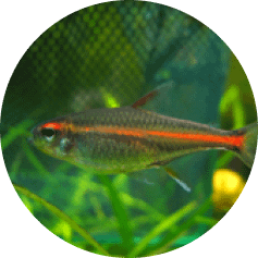 notre Écosystème d'Eau Douce