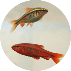 notre Écosystème d'Eau Douce