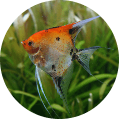 notre Écosystème d'Eau Douce