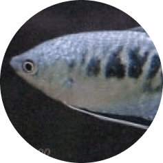 notre Écosystème d'Eau Douce