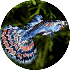 notre Écosystème d'Eau Douce