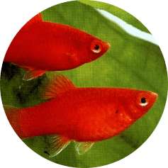 notre Écosystème d'Eau Douce