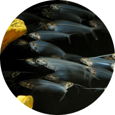 notre Écosystème d'Eau Douce