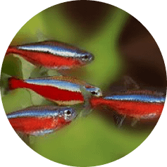 notre Écosystème d'Eau Douce