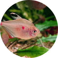 notre Écosystème d'Eau Douce