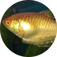 notre Écosystème d'Eau Douce