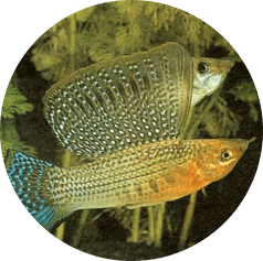 notre Écosystème d'Eau Douce