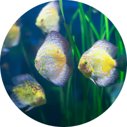 installation et l’entretien de votre aquarium