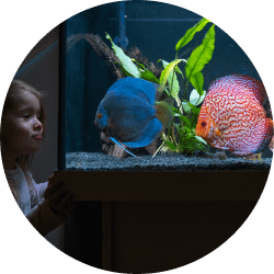 installation et l’entretien de votre aquarium