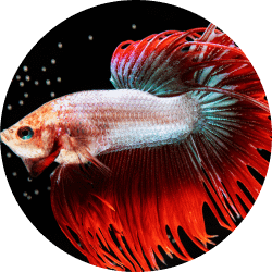 maintenance et entretien