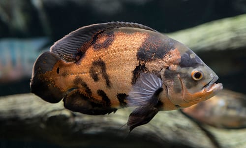 maintenance et entretien