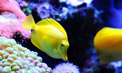 notre Écosystème d'Eau Douce