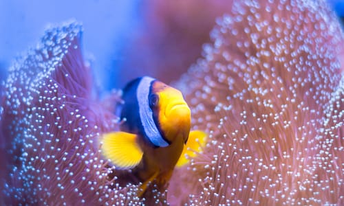 notre Écosystème d'Eau Douce