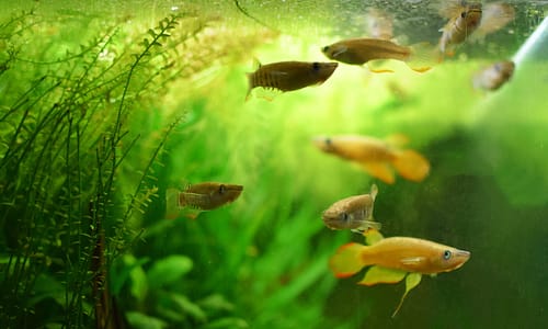 installation et l’entretien de votre aquarium