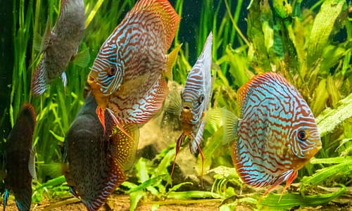 notre Écosystème d'Eau Douce