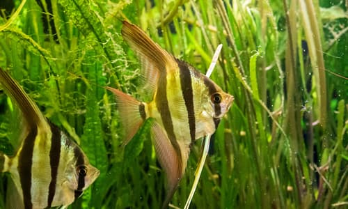 notre Écosystème d'Eau Douce