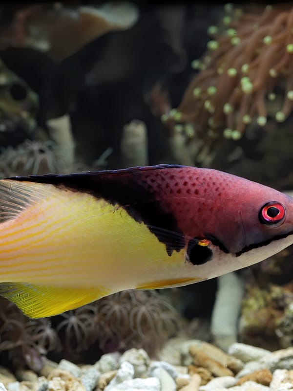 installation et l’entretien de votre aquarium