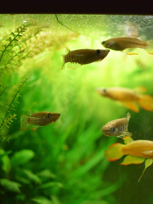 installation et l’entretien de votre aquarium