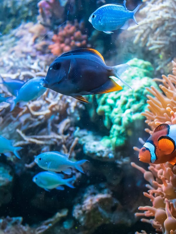 installation et l’entretien de votre aquarium