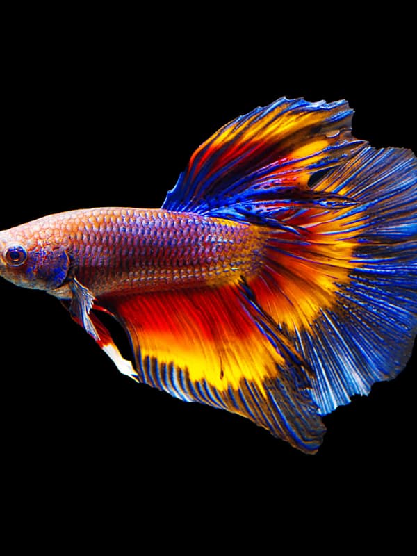 installation et l’entretien de votre aquarium