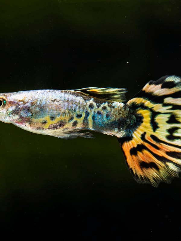 installation et l’entretien de votre aquarium