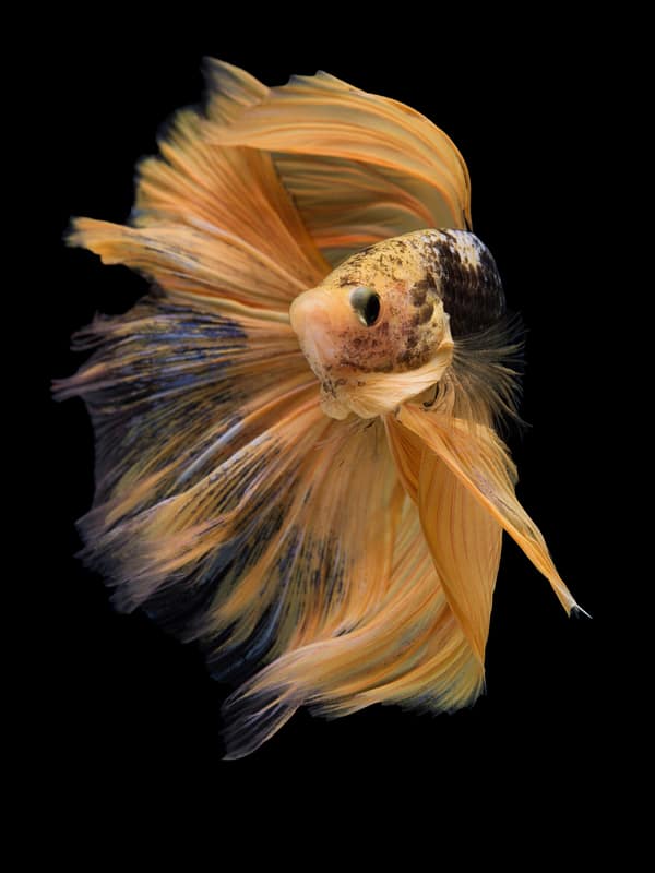 installation et l’entretien de votre aquarium