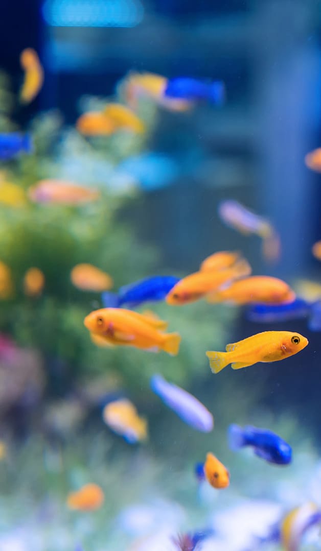 maintenance et entretien d’aquariums