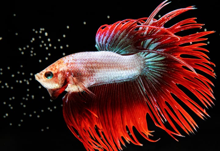 installation et l’entretien de votre aquarium